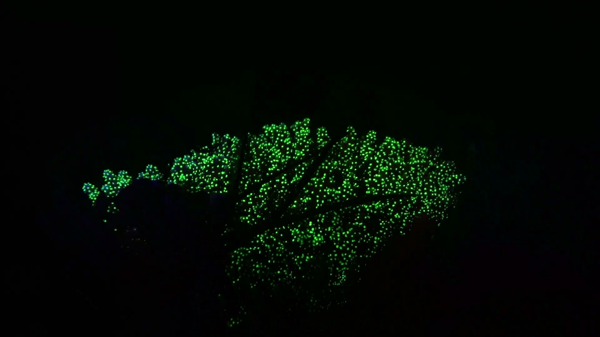 Fluorescent night dive image